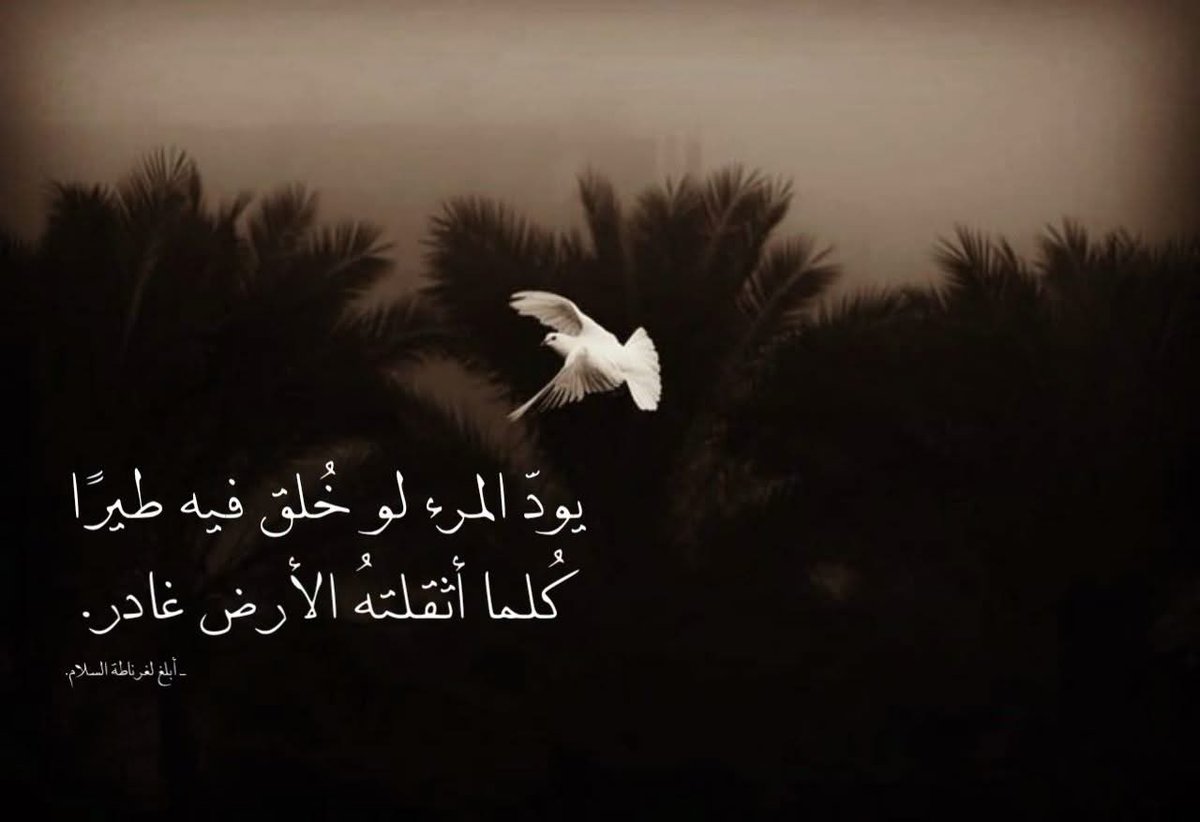 شريف مقلد tweet media