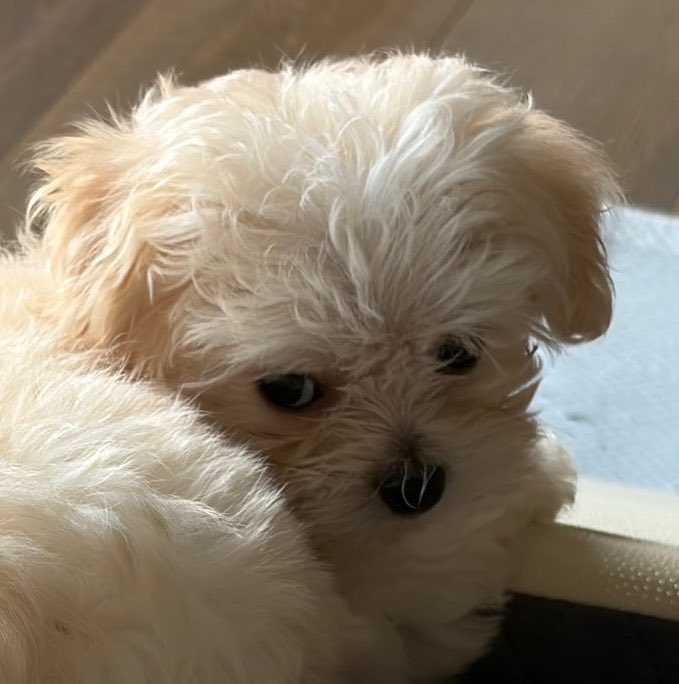 bunnybaejoo's tweet photo. แม่แกมันทำไม ไหนพูดมาซิ 55555555 https://t.co/B39tDLY3p2