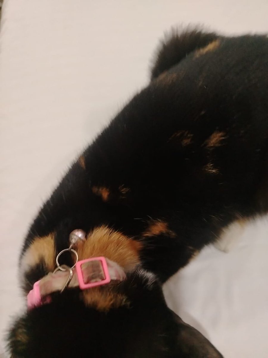 violetacordova's tweet photo. gente ayúdenme a encontrar sus dueños: gatita calico encontrada anoche en uno de los edificios que se afectaron en san Bernardino.
tenía el collar de las fotos
info al 04242453211 https://t.co/U25WG942hX