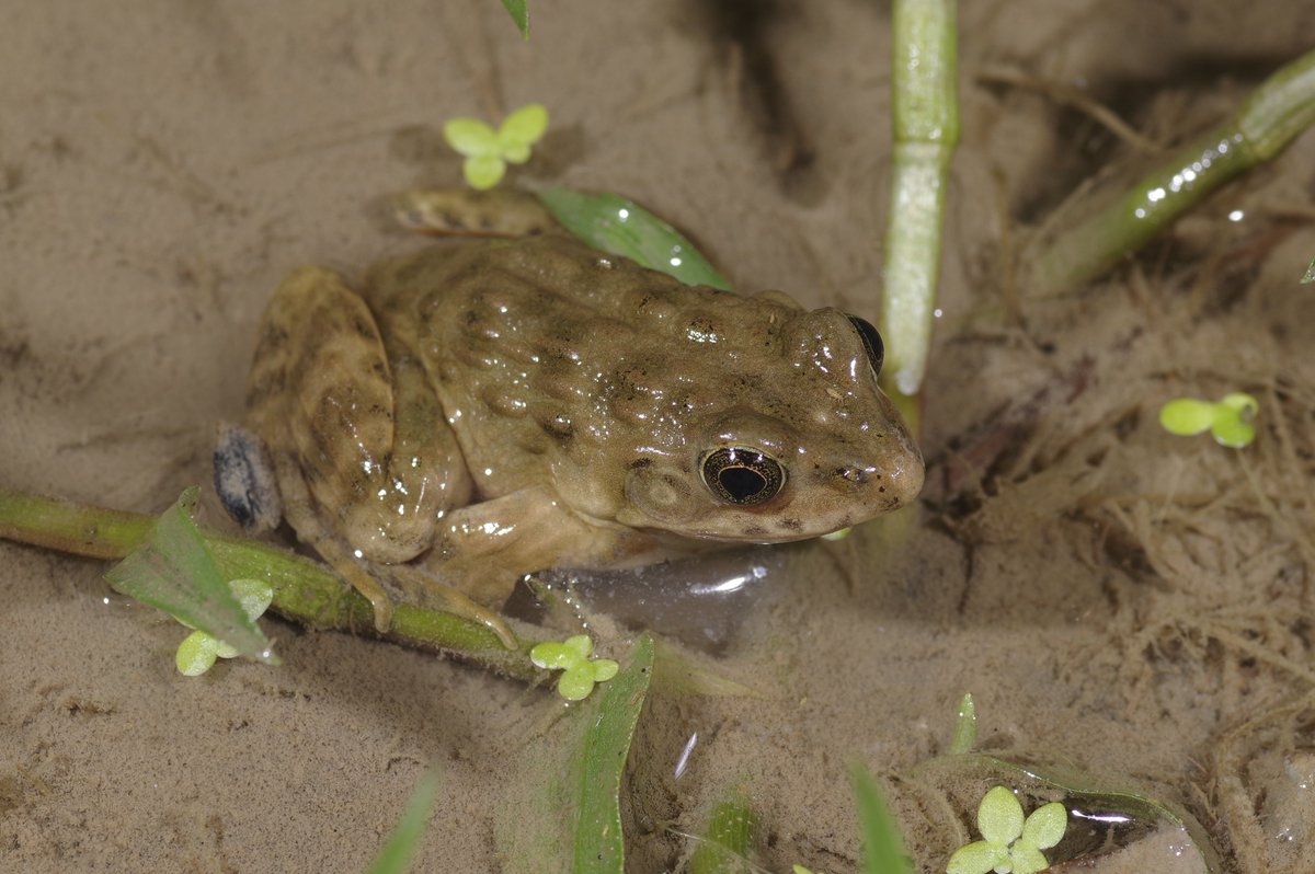 WMNH's tweet photo. 本日、ついに天然記念物・希少野生動植物種を除く『生体47種・亜種』が揃いました！(標本は既に全種揃ってます)
ご協力いただいた皆様、ありがとうございました！！
特別展『大カエル展』は今週土曜日からスタート！この貴重な機会をお見逃しなく！(高田)
#大カエル展
#和歌山県立自然博物館 https://t.co/8YfVDNOiH5