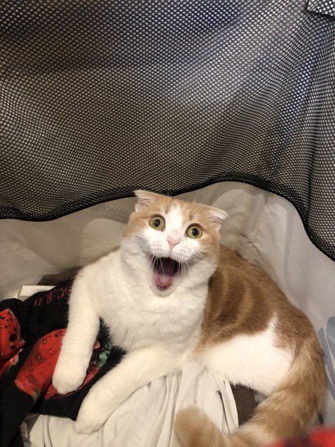 AngieBarke61961's tweet photo. 洗濯カゴに入ってたのがバレた猫の表情 https://t.co/hucRQ4oR1x