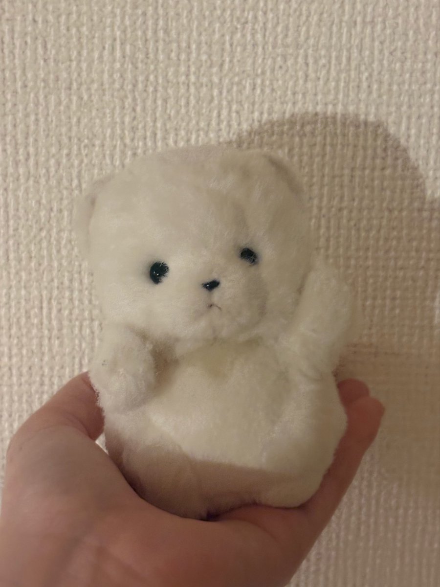 ac0xp's tweet photo. 乾いたあとはドヤ顔で可愛い https://t.co/vTf8o00Lwx