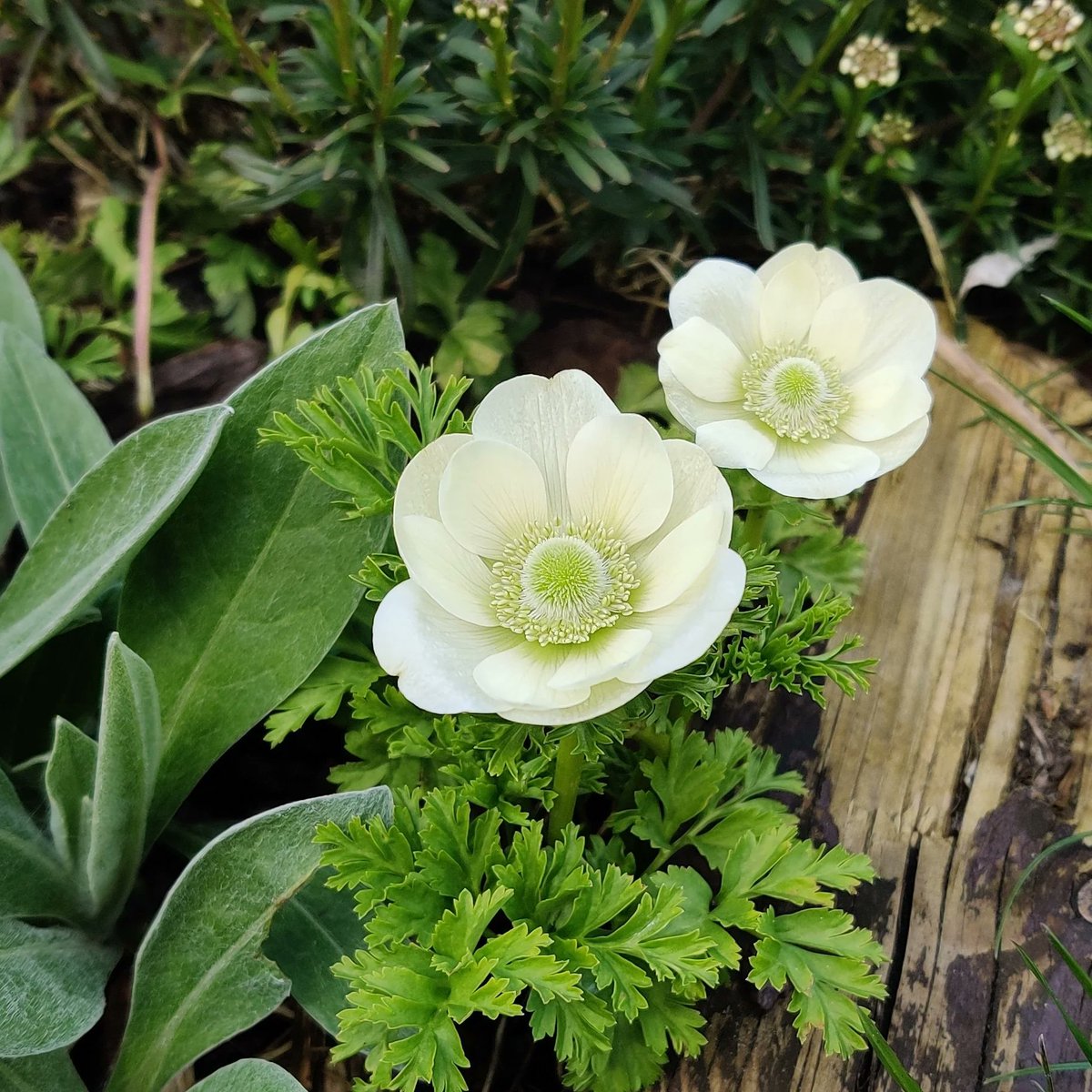 davidwilsonbird's tweet photo. Some flowers don't need bright colors to steal the show. Anemone 'The Bride' proves that simple beauty is always unforgettable. https://t.co/OYhqgP4QOn