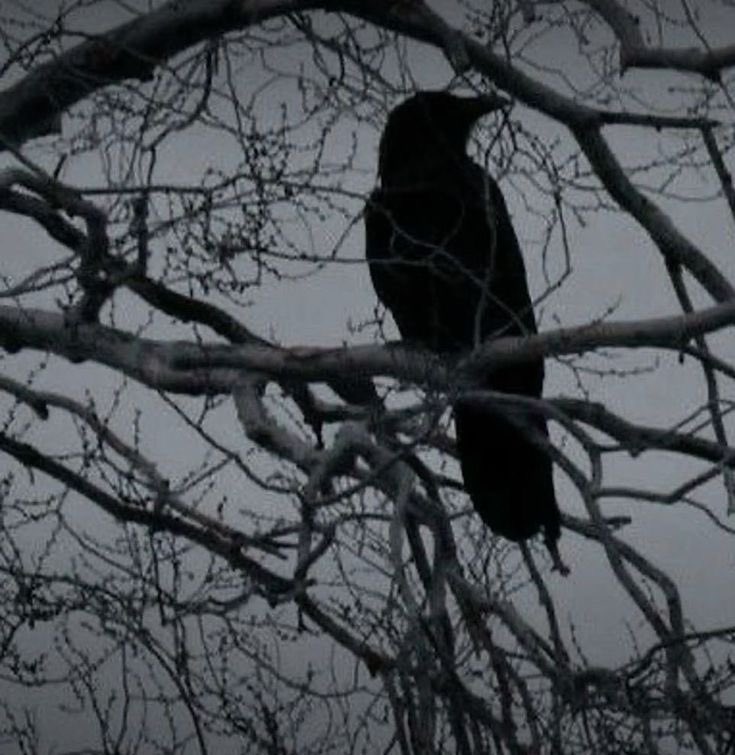 wildspiritlibre's tweet photo. dark soul 🐦‍⬛ https://t.co/blSw3af9Bq
