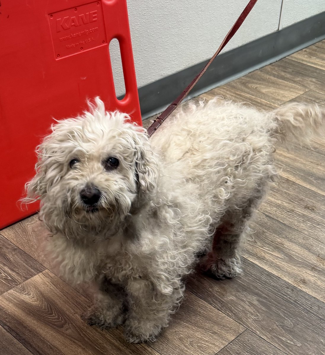 sdhumane's tweet photo. As of this morning, 127 lost pets have come in to San Diego Humane Society since the July 4th celebrations. Only 22 of those pets have been picked up by their owners. If you are missing your pet, please check https://t.co/5BRf4X2QA0. Reclaim fees are waived through July 7. https://t.co/ef8EpJFxjr