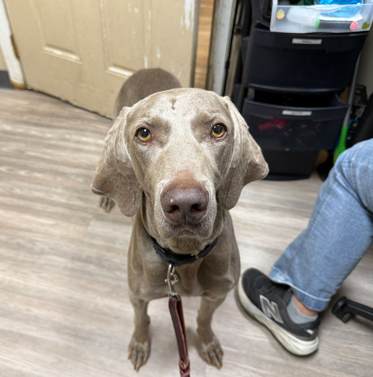 sdhumane's tweet photo. As of this morning, 127 lost pets have come in to San Diego Humane Society since the July 4th celebrations. Only 22 of those pets have been picked up by their owners. If you are missing your pet, please check https://t.co/5BRf4X2QA0. Reclaim fees are waived through July 7. https://t.co/ef8EpJFxjr