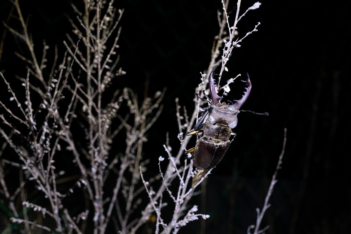 Euviridis's tweet photo. チョウセンミヤマ https://t.co/L9Ld1hq3Q4