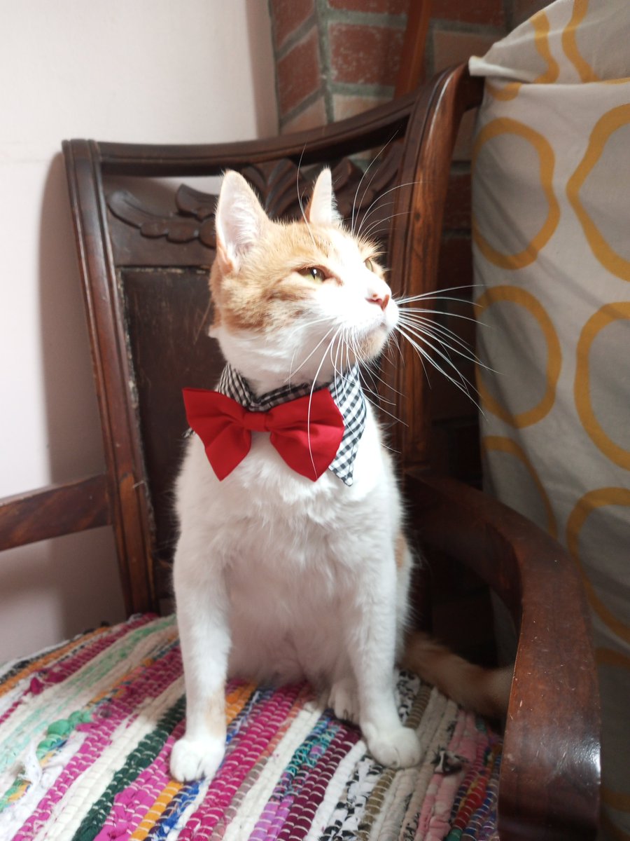 tamarataurina's tweet photo. Vamos con Manguito 🐈 al veterinario para su ecografía! 🩺✨ 
Gracias a algunos de ustedes ya cubrí el costo del eco, pero aún me falta pagar la consulta de hoy y la primera. 🙏
Cualquier apoyo es enorme para nosotros. 🐾📲
04140367904
10899577
Mercantil https://t.co/5KSaHKe37n