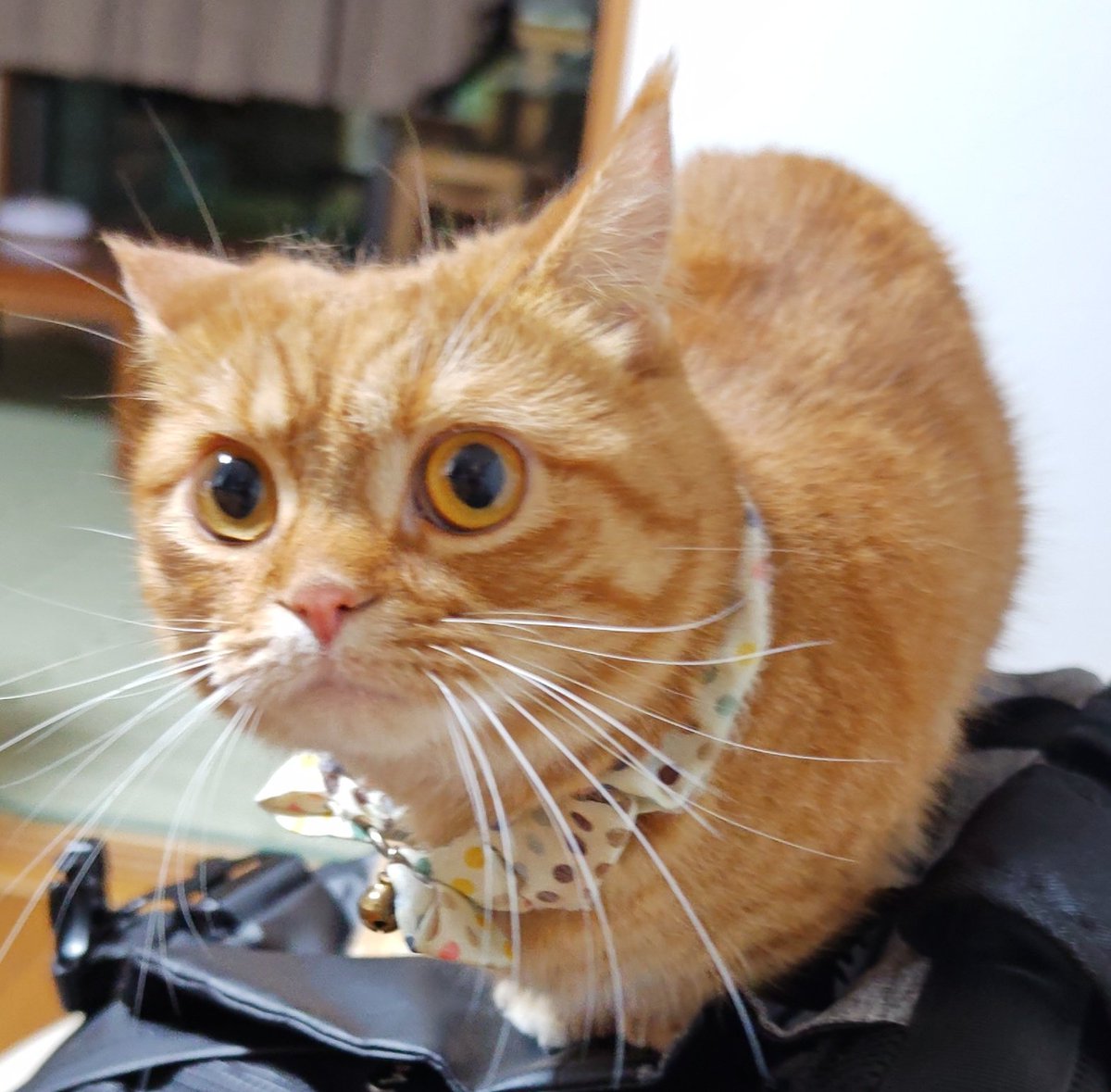 be_yu_bi's tweet photo. 人のバッグに乗猫 https://t.co/vlN69eTnCH