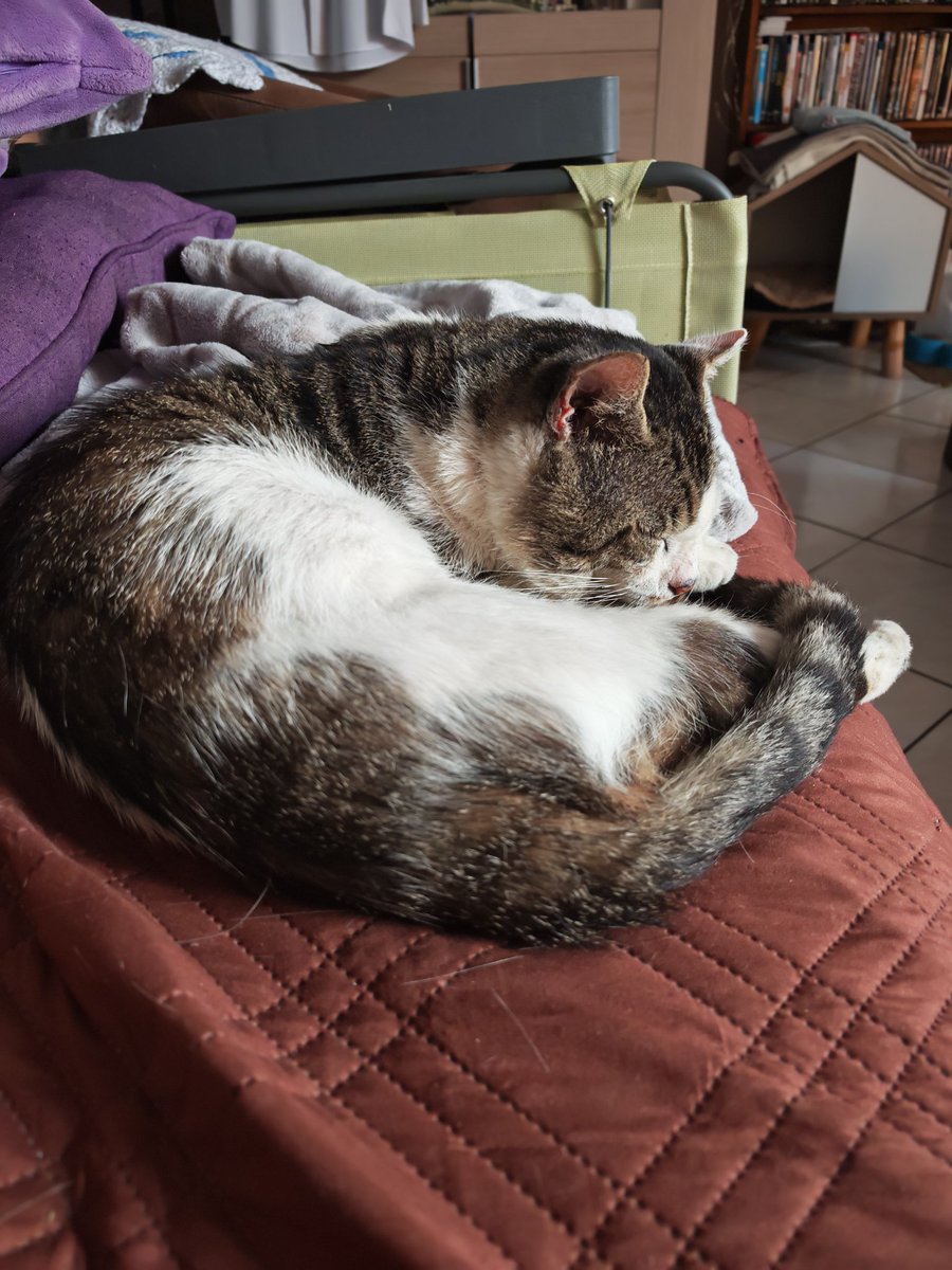 LEGUERRIERchat's tweet photo. A mimir https://t.co/wyYJibnDhy