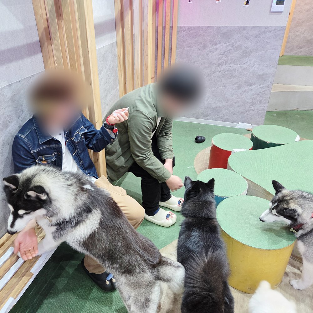 ShadowgardenMoG's tweet photo. 「3.5th Anniversary 毎週当たるプレゼントキャンペーン」で実施した、「ハスキー犬専門カフェご招待」の様子が届きました！

この度はキャンペーンにご参加いただき誠にありがとうございました！

※ご当選者さまより投稿の許可をいただいております。

#カゲマス https://t.co/Gyqqdsewo8