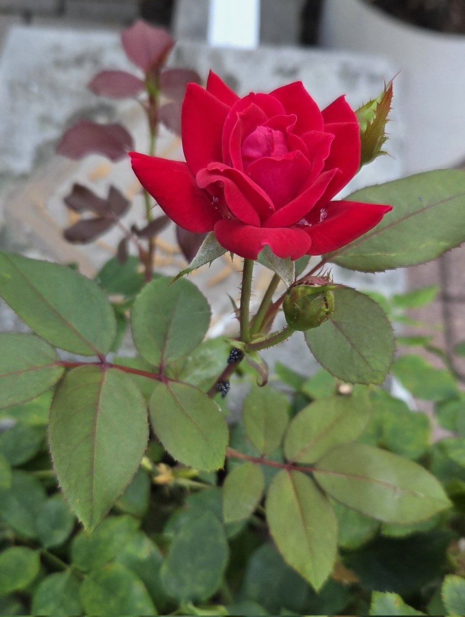 ameliasantos746's tweet photo. @AntheaJames3 #HappyMondayLove. #RoseADay #TwitterFriends😘🙏⚘️ https://t.co/qs5uIreSuQ