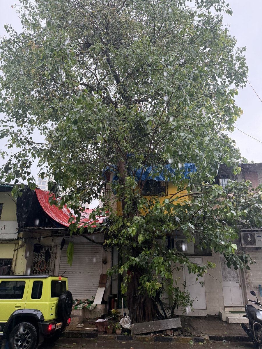 agnelo787's tweet photo. Requesting the BMC to trim this tree immediately, this tree has already started bending and now it leaning on the house , if this tree falls, we will loose lives at Gopi Tank Road , Mahim  @MCGM_BMC @mybmcWardGN @mybmc https://t.co/hmoYZQzT8W