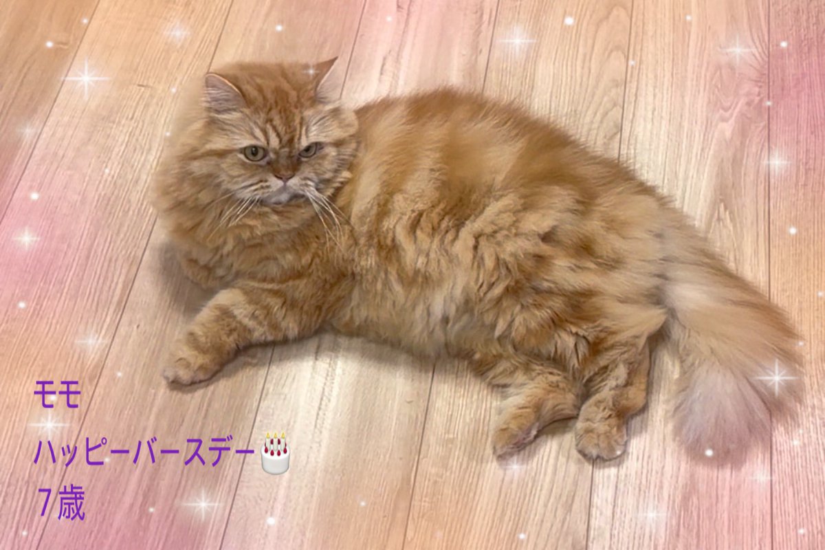 tomato3582's tweet photo. 2026.7.6
我が家の三兄弟の長男のモモ
今日は７歳の誕生日🎉 https://t.co/DjTBBx84Nc