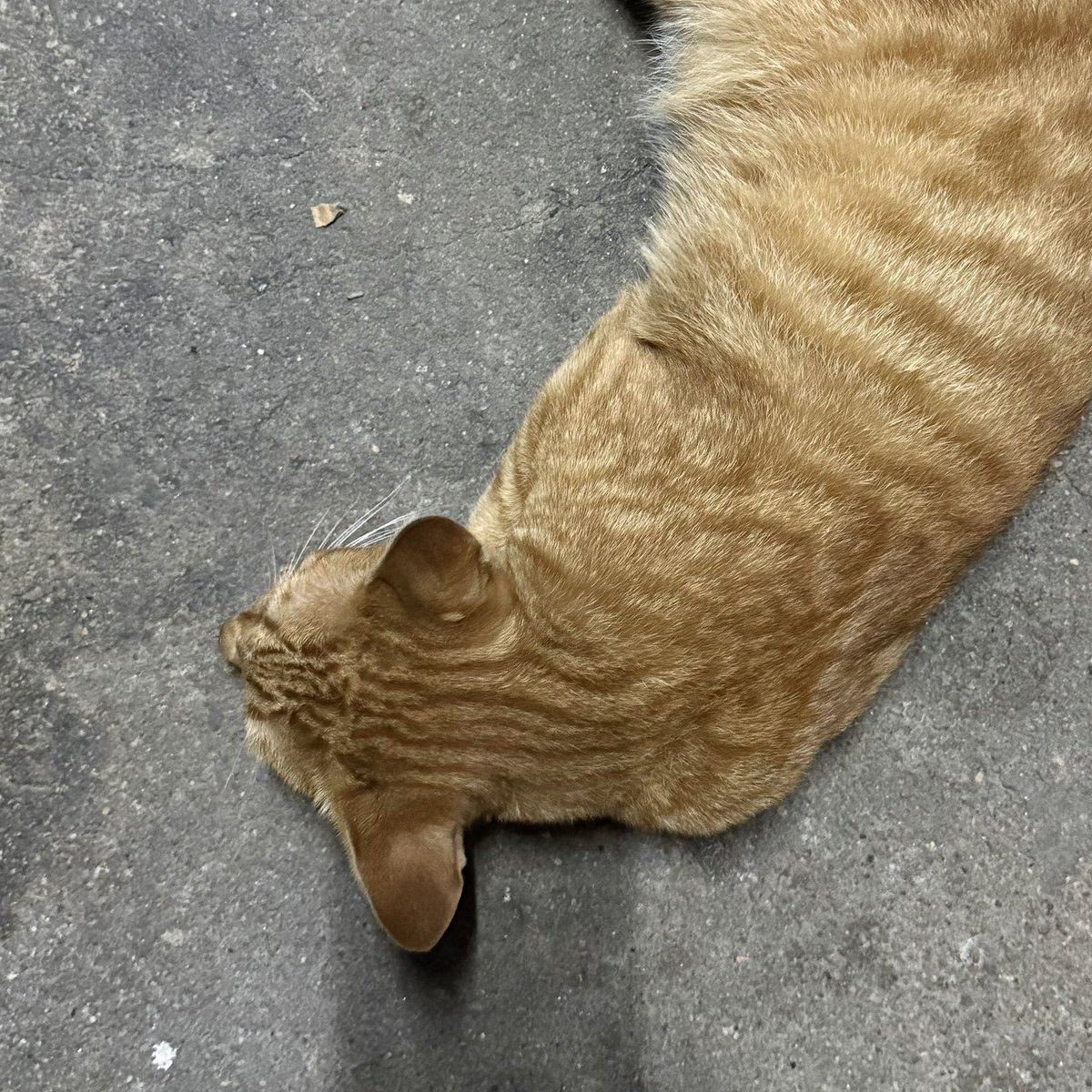 Th2svTil's tweet photo. 😌
#猫のいる暮らし https://t.co/HUCu6f8T63
