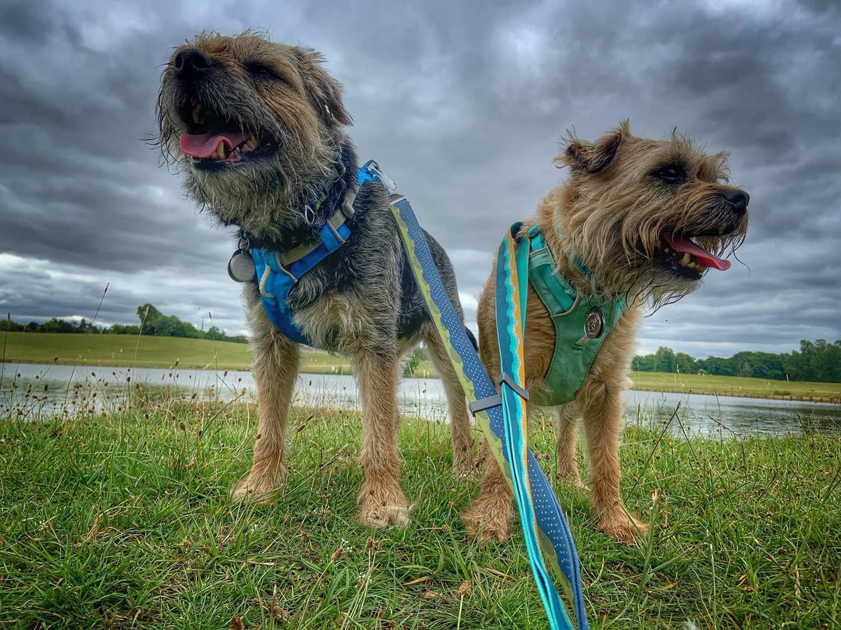 ScrappyN's tweet photo. Morning pals, itβs my first #MemoryMonday since me ousting my old lady from the job so letβs start the week with a bang in 3-2-1 LETS GO! π #ScrappyNelson π #btposse #dogsofX #MondayMotivation
Hereβs some me and Maggot memories too from on this day - double bubble π Laters! https://t.co/KRT60qZX9x