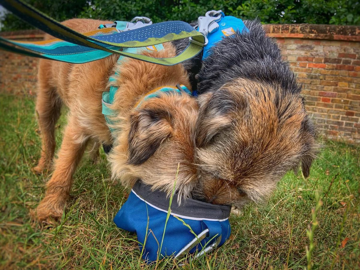 ScrappyN's tweet photo. Morning pals, itβs my first #MemoryMonday since me ousting my old lady from the job so letβs start the week with a bang in 3-2-1 LETS GO! π #ScrappyNelson π #btposse #dogsofX #MondayMotivation
Hereβs some me and Maggot memories too from on this day - double bubble π Laters! https://t.co/KRT60qZX9x