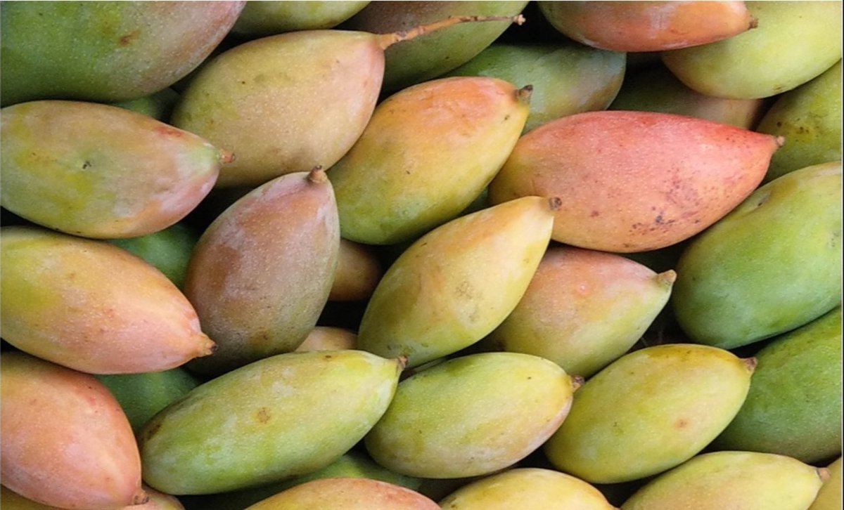 AndhraNexus's tweet photo. 🚨 Centre steps in to stabilise Andhra Pradesh's mango sector amid a sharp fall in Totapuri mango prices.

AP is India's largest mango-producing state, cultivating mangoes across nearly 5 lakh hectares and producing around 40 lakh tonnes annually.

Totapuri, mainly grown for processing, saw a price crash, prompting the Centre's intervention to support farmers and stabilise the sector.