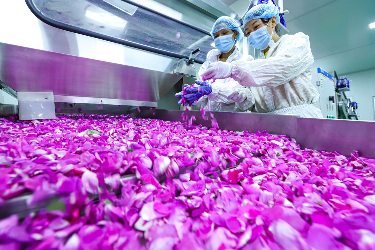 ThisisZhangye's tweet photo. 🌹In Zhangye's Shandan county, over 1,600 mu (106.67 hectares) of roses are in full bloom! From tea to jam and hydrosol, this model linking cooperatives, growing bases, and local farmers processes over 500 metric tons yearly, benefiting nearly 200 families. https://t.co/bdJsfnN5En