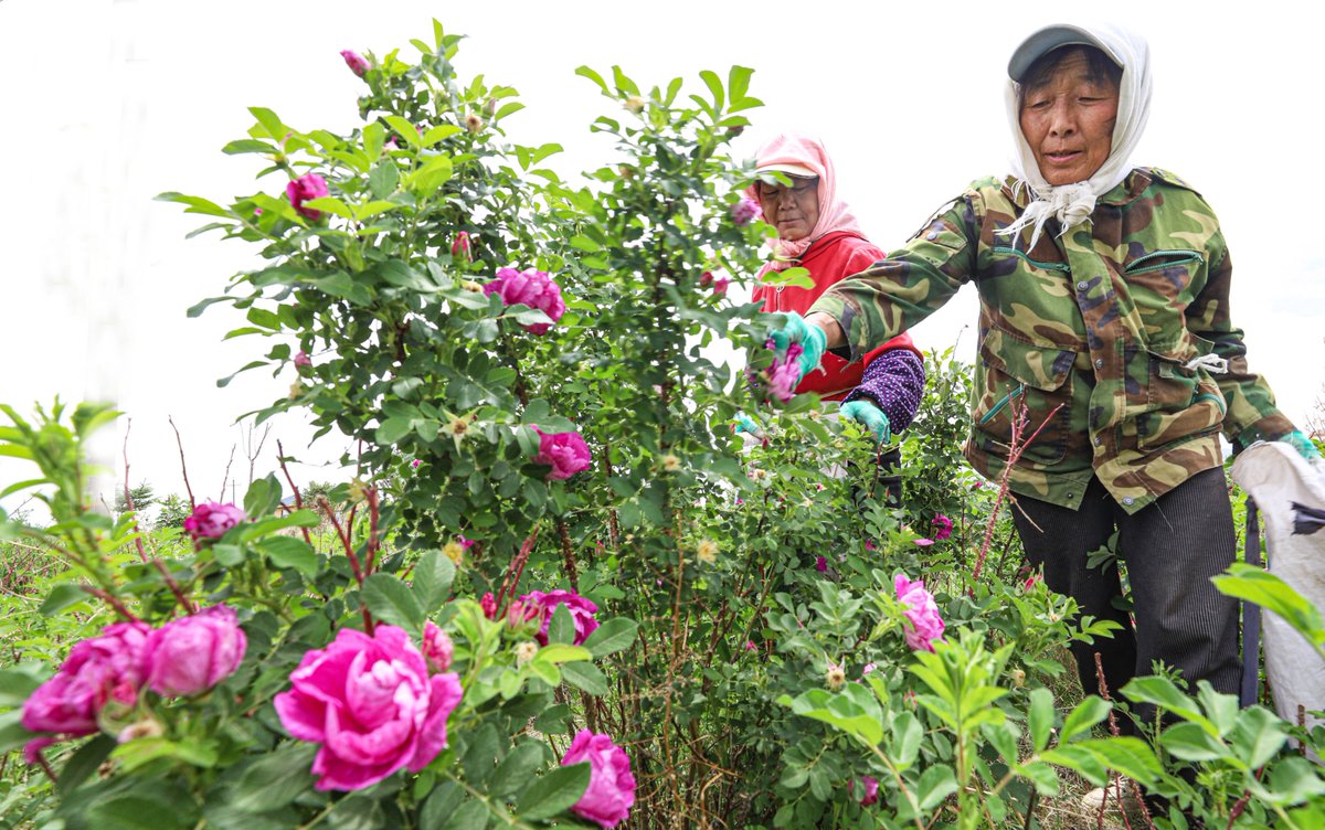 ThisisZhangye's tweet photo. 🌹In Zhangye's Shandan county, over 1,600 mu (106.67 hectares) of roses are in full bloom! From tea to jam and hydrosol, this model linking cooperatives, growing bases, and local farmers processes over 500 metric tons yearly, benefiting nearly 200 families. https://t.co/bdJsfnN5En