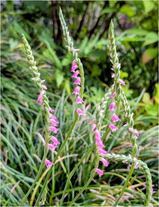 mealtime19's tweet photo. 実家の裏庭にて #ネジリバナ（#ネジバナ）が花を咲かせました。原種のランです😄

道端に咲いているので雑草みたいですが、らせん状に花を付け個体によって左・右巻きあるらしい。
個性が出る花です🌸

雨で憂鬱ですが、道端にも綺麗な花があるのでふと目を向けてみるのも面白いです😊 https://t.co/dNSU1wW3ux
