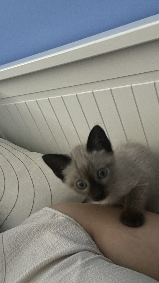 Deeita's tweet photo. Qué alegría me da poder darle una mejor vida y ver cómo poco a poco va perdiendo el miedo, que ya sale a comer y a jugar y no se esconde todo el tiempo, me llena mi ♥️ de alegría https://t.co/vwJfZHwYfS