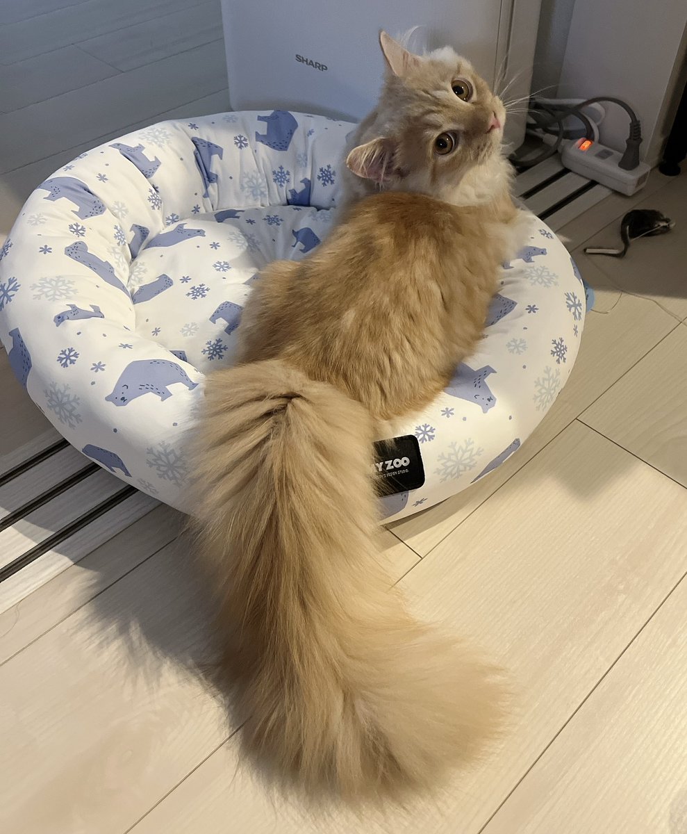 arthur_1217's tweet photo. 初めてひんやりベッドに乗ったアーサー🐱
改めて見ると、もふもふ尻尾…でか長いー！！！w https://t.co/AYsf6eOFOD
