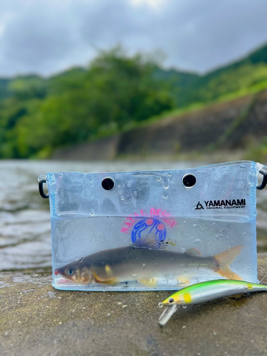 sodesfishing's tweet photo. 興津川。
かなりのタフコンディション。
石を一つ一つ丁寧に、ヨレを一つ一つ丁寧に釣らないと凸る。
久しぶりに精一杯出し切った鮎釣りでした🥹

#アユルアー #鮎ルアー #wist鮎 #Pazdesign #ownercultiva https://t.co/5IF2pHoEDH