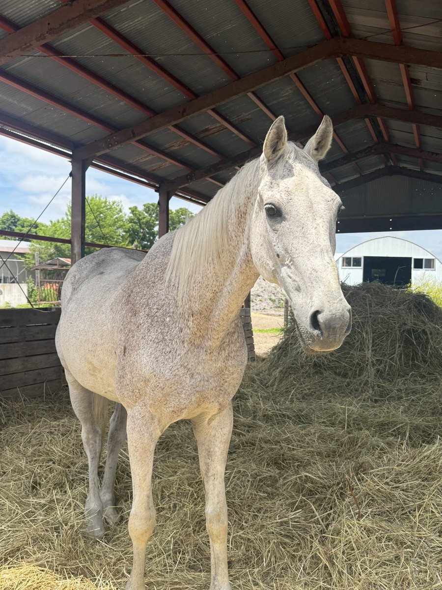 e_hsilver's tweet photo. オグリキャップ産駒のトップ、そして帰ってきたナギサヒメ。
セカンドホースライフ🐴 https://t.co/uN4GDHpqHG