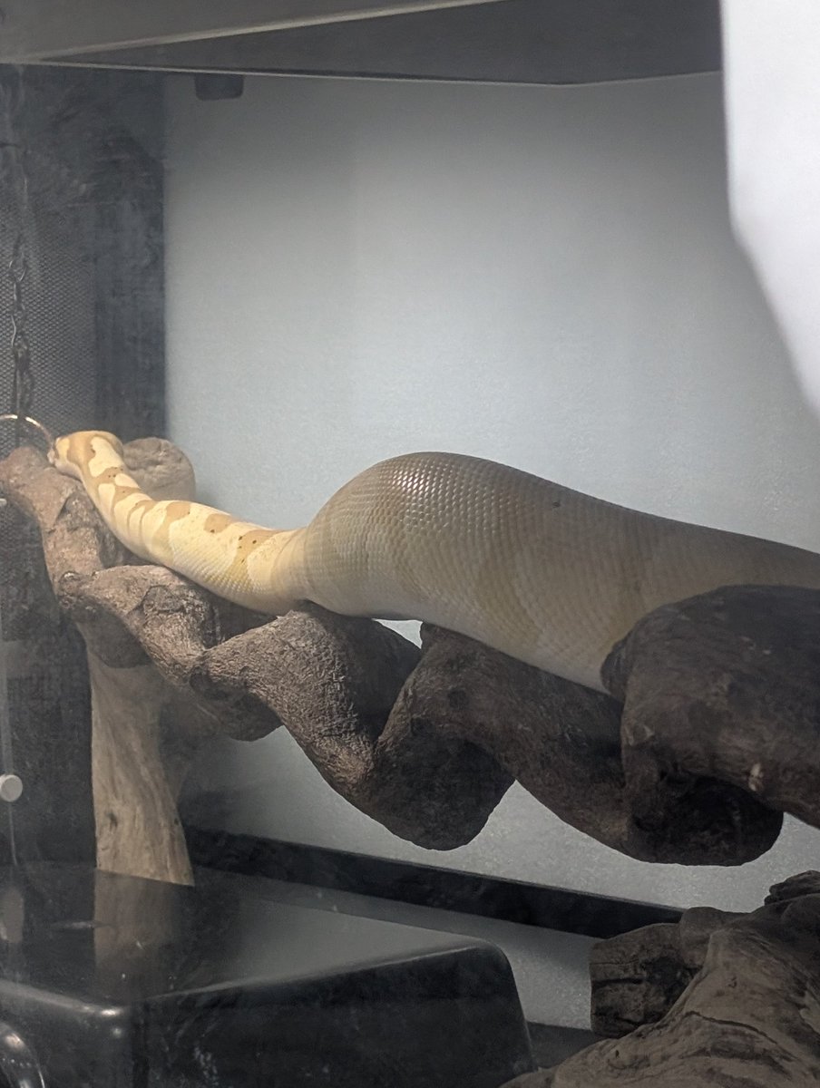 velocy_snaking's tweet photo. 仕事のお邪魔してくる🐍 https://t.co/rXT0TCXW4Q