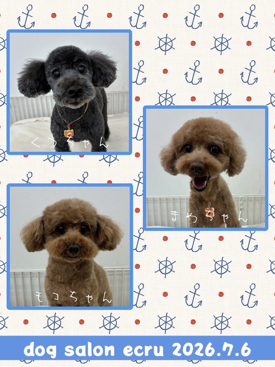 megu92's tweet photo. 明日はお休みです。
閉店します(*･ω･)*_ _))今日の可愛いご来店プードルちゃん達♪詳しくは後ほどアップするインスタで(　´∀｀)つ　https://t.co/nMPfRgt0yM https://t.co/q8RkB740w7