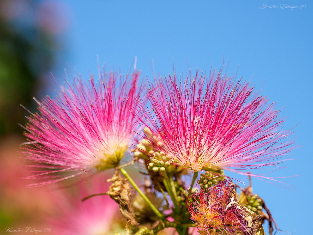 aelduque's tweet photo. Árboles de la ciudad de Huesca...
#Albizia_julibrissin, #acacia de Constantinopla, árbol de la seda…
#Huesca, #Aragón, #Spain.
📷2026-06-30 https://t.co/gGN6Xf0PBH