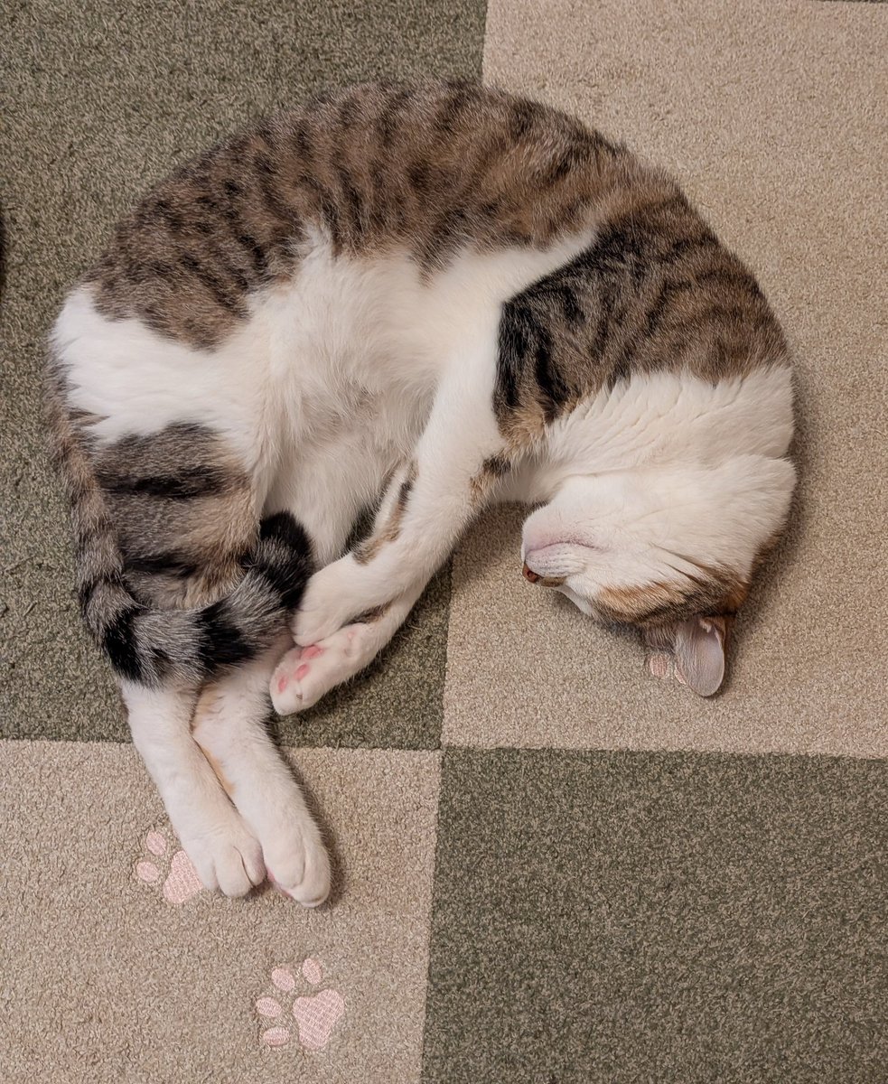 2sweetbeanpaste's tweet photo. 月曜日お疲れ様でした😊

おやすみなさい🐱💤 https://t.co/lRVhOC4mg8