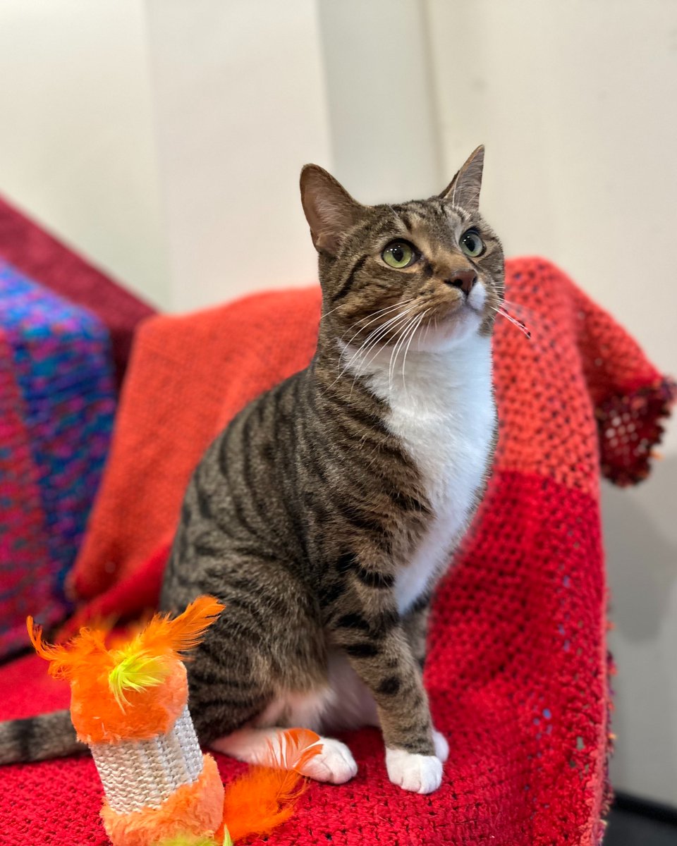 Battersea_'s tweet photo. After settling into his new home, Lemont suddenly stopped using his litter tray. Our Feline Behaviour Team discovered his litter had been changed, and switching back solved the problem.

Cats are sensitive creatures, and even small changes can have a big impact on them! https://t.co/ICDxVctZzP