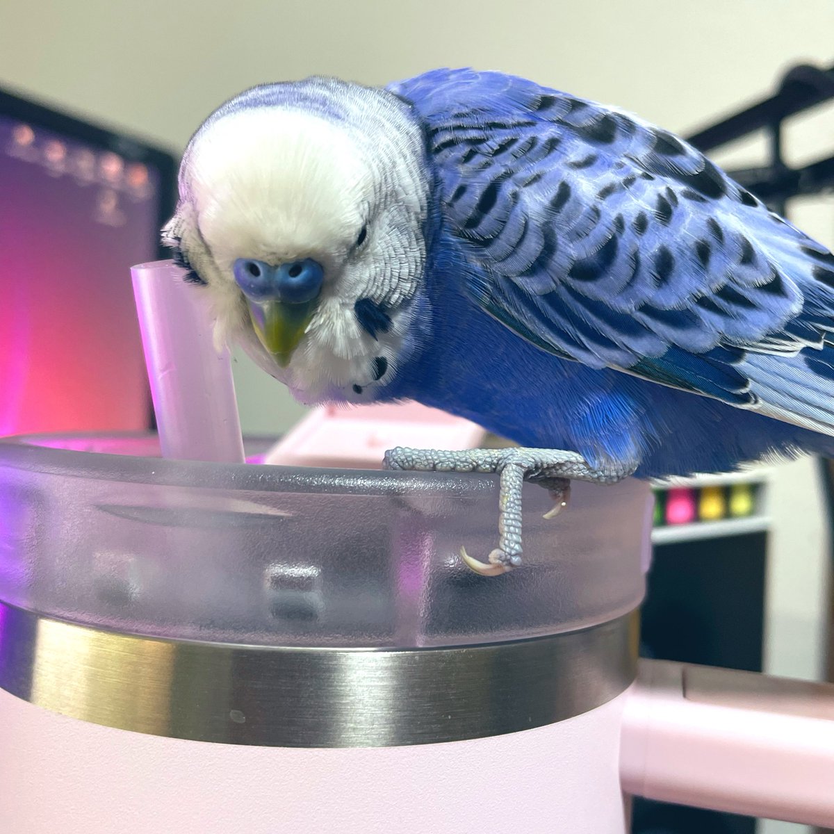 pieko_ch's tweet photo. 最近タンブラー奪われ気味 https://t.co/9OCpZzAXnx