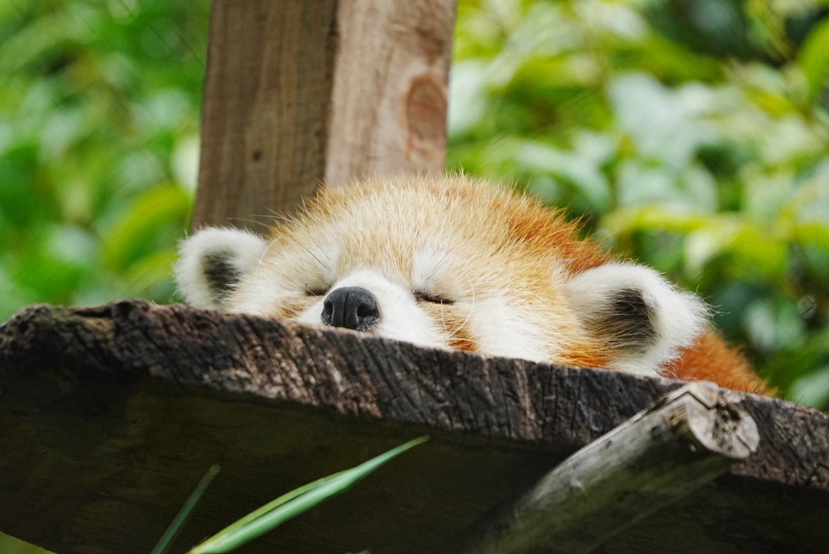 CuddleRedPanda's tweet photo. お耳の位置がティーカップの持ち手みたいになっているソラちゃん🥹🩵
普段と比較🌟
かわいい面白いソラちゃん🩷
ティーカップの日 2026.7.5
#redpanda #HamuraZoo #レッサーパンダ #ソラ #PrincessSora https://t.co/dIoMlA9sq0