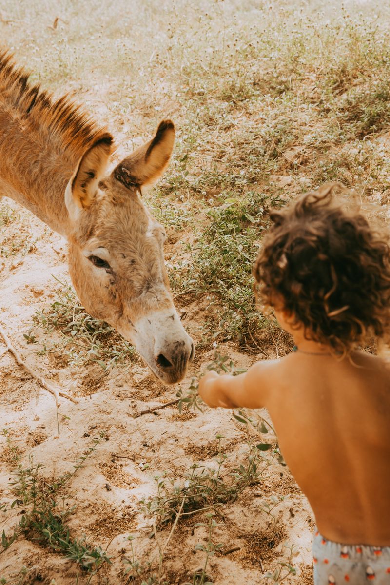 HolidayStudies's tweet photo. Kids are natural animal lovers โ why not turn that into a science lesson? ๐พ From toddler flashcards to life cycles & conservation, there's a world to explore. #AnimalLearning #ScienceForKids #EarlyEducation #HolidayEducationist https://t.co/smcBimUTTQ