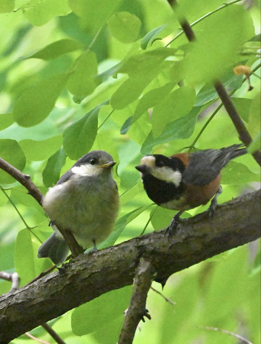 toshiponbb's tweet photo. ヤマガラ幼稚園🏫　入園式🐥🐥✨

#野鳥 #野鳥観察 #野鳥写真 #野鳥撮影
#自然散策 #信州 #ヤマガラ #ヤマガラ幼鳥 https://t.co/CrO08S556M