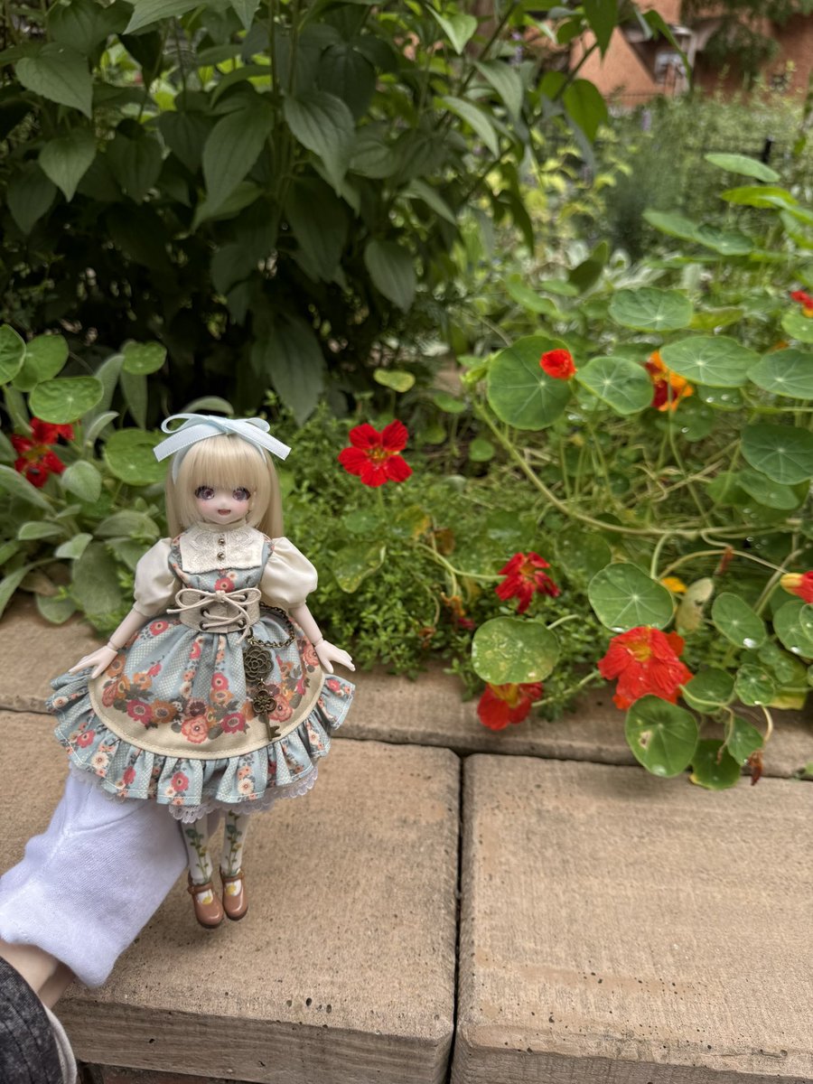 yuni_far's tweet photo. #うちのこかわいい 
#見た人はお花と写ったドール写真をアップする https://t.co/kMkWtW9Cmd