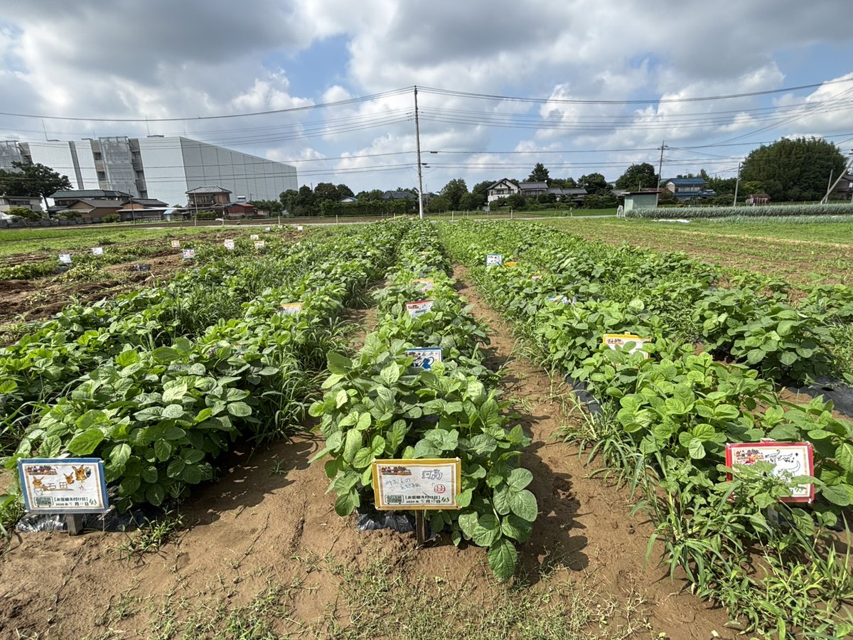 musashino_mura's tweet photo. 【えだまめ作り体験】おまめが順調に育っております🫛🌱
たくさんの葉っぱをつけてもしゃもしゃです🤩
葉っぱをめくるとおまめもいっぱいあったよ🫛🫛
ご参加のお客様には、詳しい時期が分かり次第、メールにてご案内させていただきます📧
レポートはこちら✨
https://t.co/iynMmBC79w https://t.co/ROUG4EZyUH