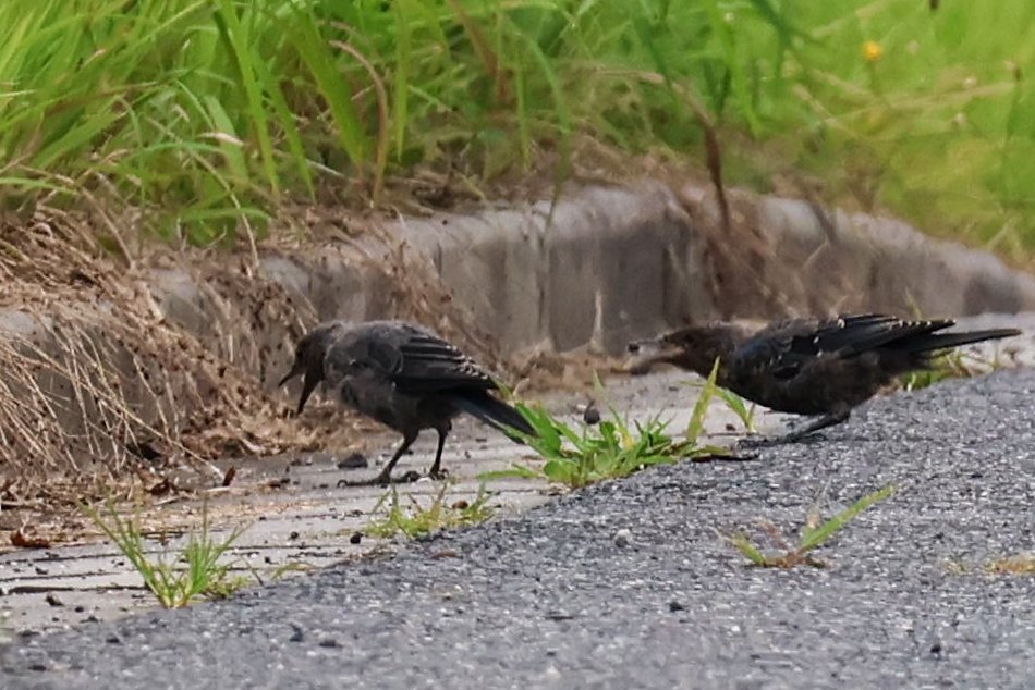 GummyGummy2692's tweet photo. 片足立ちができるのを自慢してくれる、
成長して大人びてきたイソヒヨドリ幼鳥。
兄弟で一緒に行動してて癒される、、、 https://t.co/QCATLwsYXx