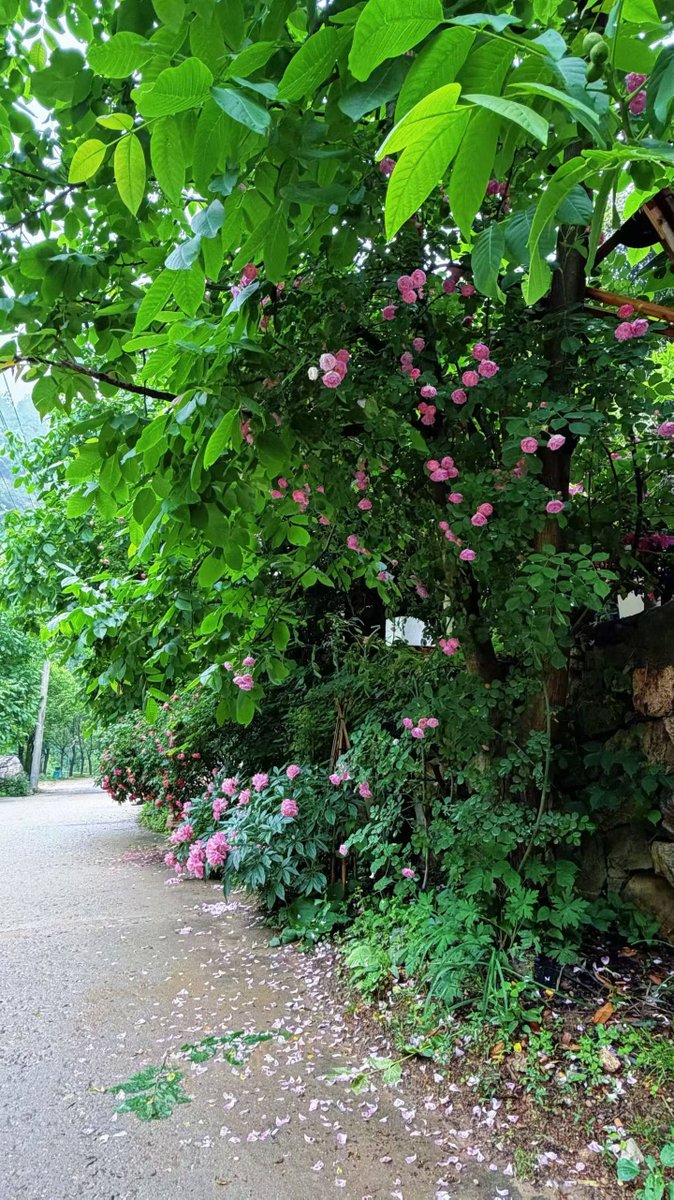 Runningxian's tweet photo. Weekend outing. A village on the outskirts of Xi'an lined with blooming flowers. https://t.co/HfCWvItYnA