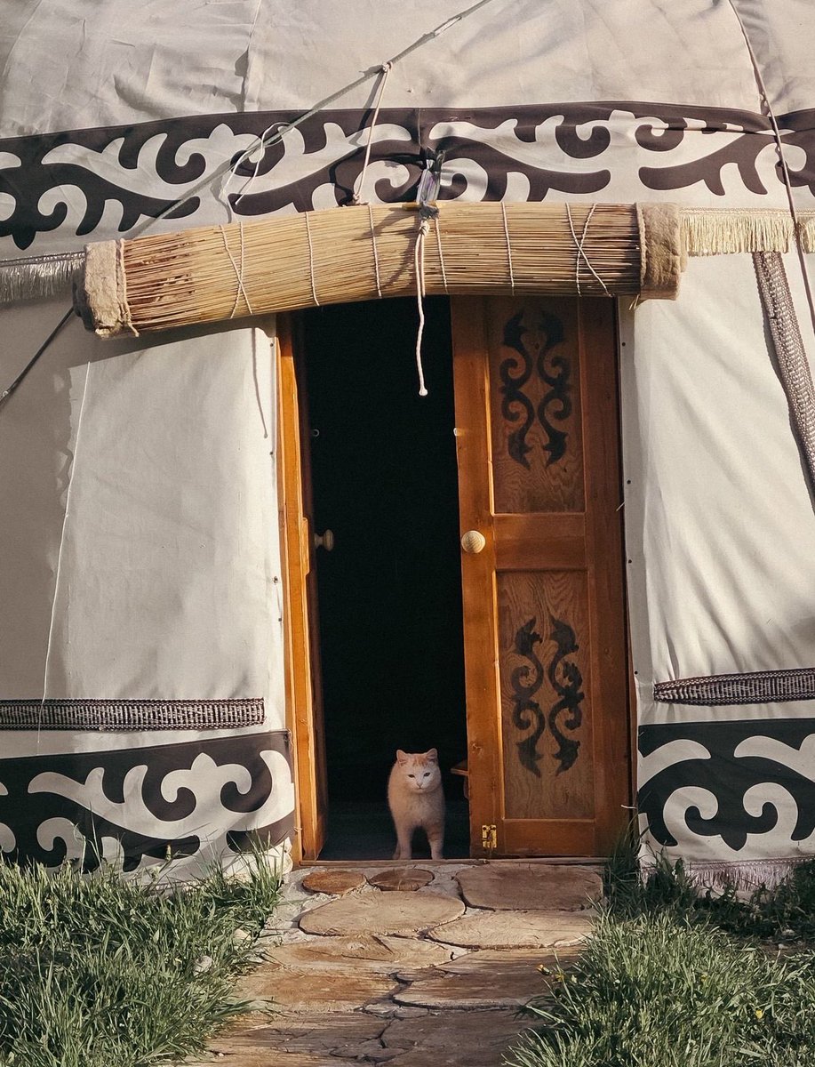 turkicplanet's tweet photo. POV: You entered the wrong yurt.🛖🐈 https://t.co/I4ZyuC3BhW