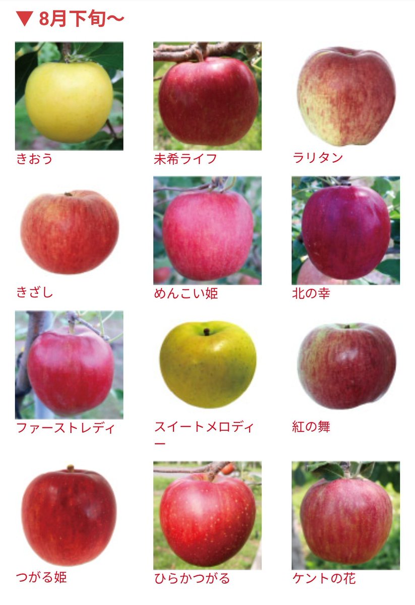 kita0244's tweet photo. 夏に採れるリンゴ、じつはこんなに沢山の種類があるのです🍎🍏！
どれも旬が短いため、売り場に並ぶのはごく限られた時期のみ。夏リンゴはサクッとした軽い食感と、爽やかな酸味があるのが特徴です。冷蔵庫でキンキンに冷やして食べると最高🤤
夏の収穫シーズンが始まるまであと少し！ https://t.co/DzLQln5dNx
