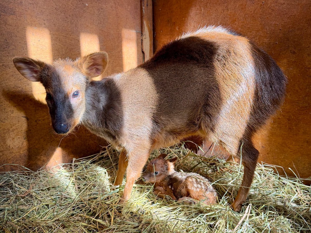 RadioZET_NEWS's tweet photo. W warszawskim zoo urodziła się samiczka jednego z najmniejszych jeleni świata – pudu południowego. Ogród szuka dla niej imienia. Wybiorą je internauci. W tym roku wszystkie zwierzęta urodzone w warszawskim zoo otrzymują imiona na literę „S”.

fot: Warszawskie ZOO https://t.co/SF3fst4P2z