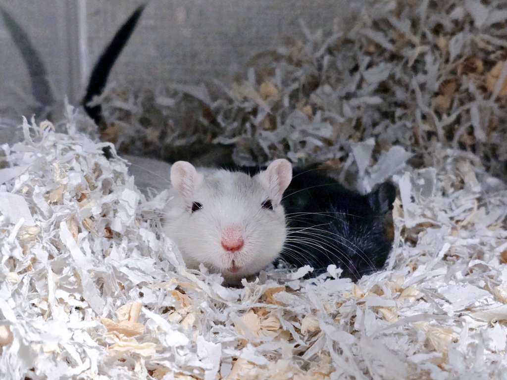 sunasuna_cherry's tweet photo. @zI440dHhXRaRZgS 女子部屋だから、おっちゃんいないよ〜⬜️🐭 https://t.co/ypnNpzqImO