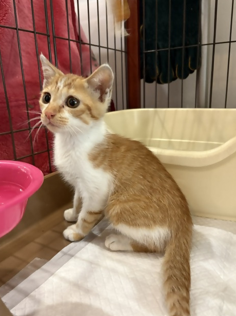 moriya_kankyou's tweet photo. 現在、守谷市役所では生後1～2か月程度の子猫2匹を保護しており、里親を募集中です。里親に興味がある方は7月14日(火)までにご連絡ください。詳細情報は守谷市ホームページからご確認ください。https://t.co/7uiliG0irP守谷市生活環境課TEL0297-45-1111 #保護猫 #里親募集 https://t.co/dyletzuKK9
