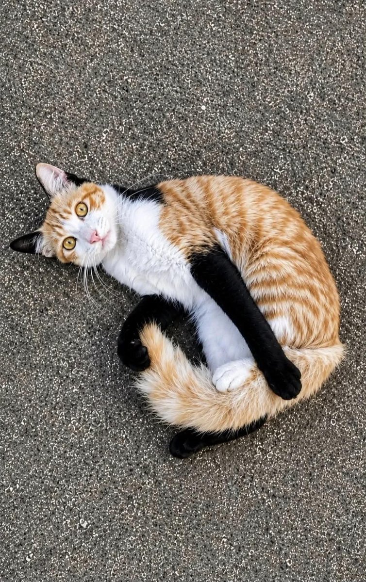 TheMeowCats's tweet photo. https://t.co/eyiocZ5dEm