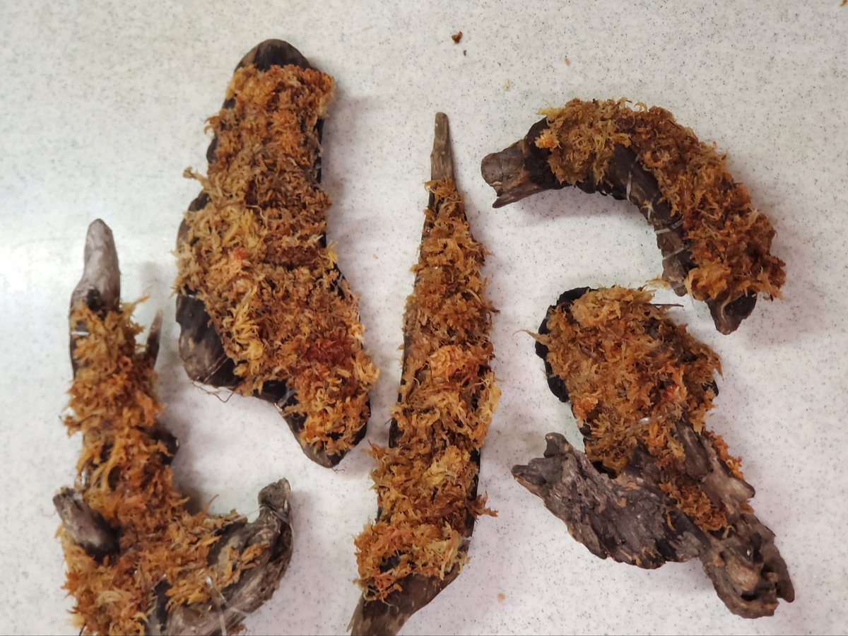 NatureDept's tweet photo. パルダリウムや小さい生体のケースに入れるだけで雰囲気がでるやーつ🍀

薬品を一切使用していない流木・水苔・植物でひとつひとつ手作りです🙋

生体の足が引っかからないように、テグスではなくモビロンバンドを使用しております😁
気になる方は自然探索部のブースまで❗

@lbjkhomac https://t.co/vwzXcWbUyk