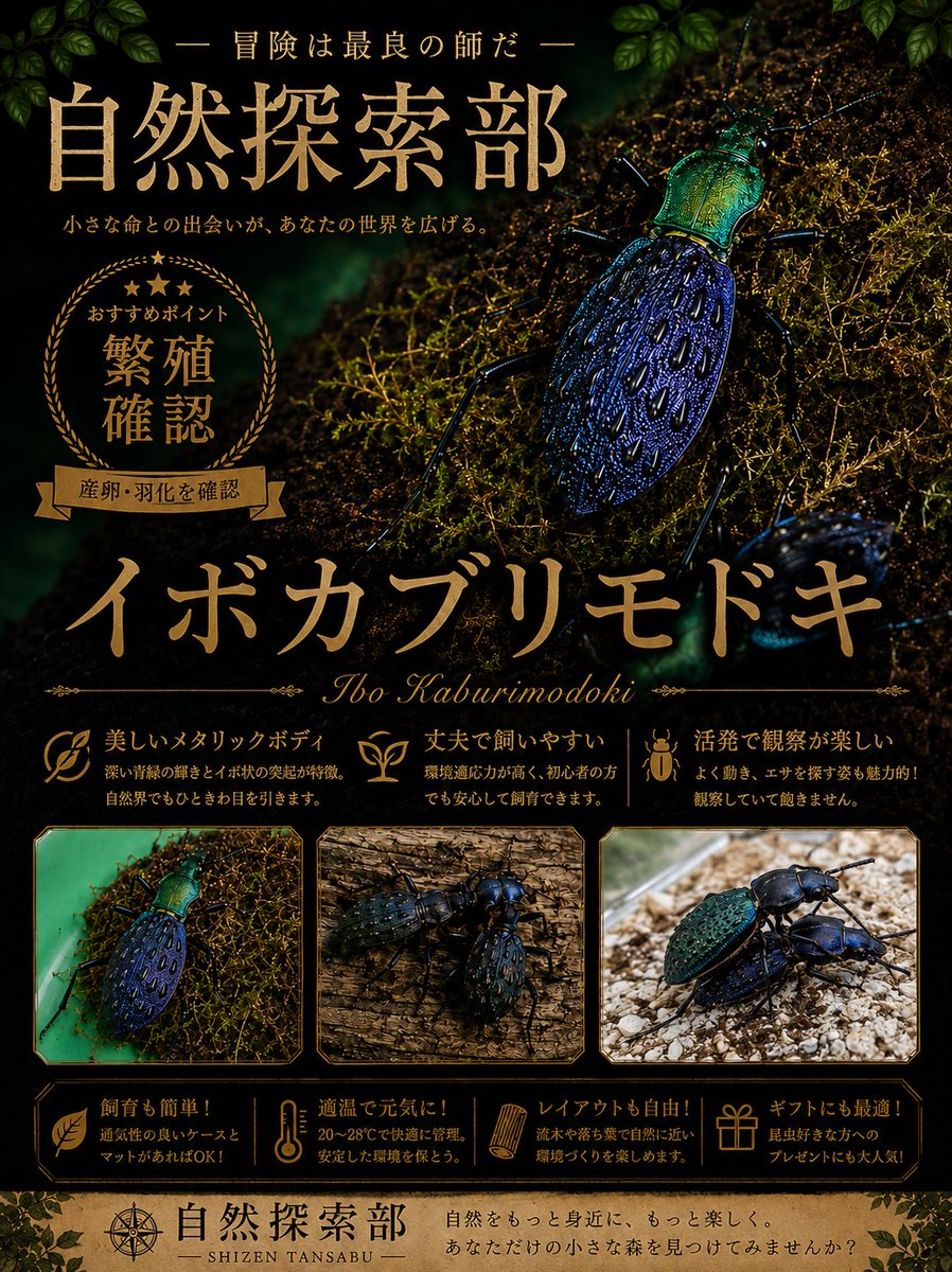 NatureDept's tweet photo. イボカブリモドキ🕷

7/12(日)のSBでは、湖北省と雲南省の2産地ご用意しております。

同じ品種でも産地が違えば色合いも質感も全然違いますね🙄

繁殖を確認できた個体もおりますので、挑戦してみたい方はぜひ自然探索部のブースにお越しください🙇

@lbjkhomac https://t.co/iAGQXJHf8f